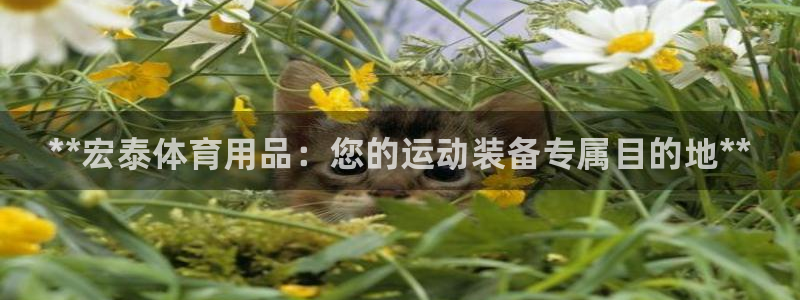欧陆娱乐总代理：**宏泰体育用品：您的运动装备专属目的地**